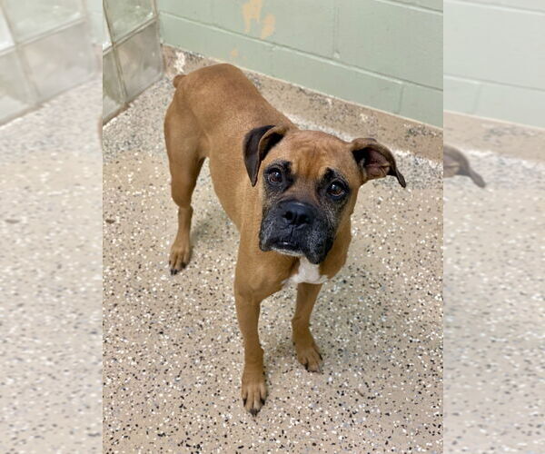 Medium Photo #2 Boxer Puppy For Sale in Austin, TX, USA