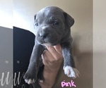Small American Bully-Cane Corso Mix