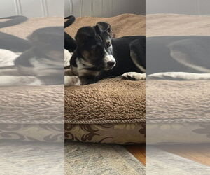 German Shepherd Dog-Unknown Mix Dogs for adoption in Woodbury, NY, USA