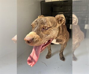 Mutt Dogs for adoption in Houston, TX, USA