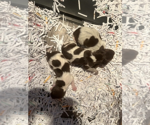 Medium Photo #5 German Shorthaired Pointer Puppy For Sale in BATESVILLE, IN, USA