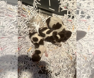 Medium German Shorthaired Pointer