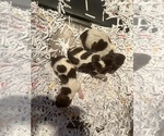 Puppy Puppy 4 to 6 German Shorthaired Pointer