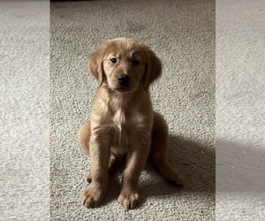 English Cream Golden Retriever Puppy for sale in ORLANDO, FL, USA