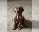 Stella - Female English Cream Golden Retriever Puppy for Sale - Small photo