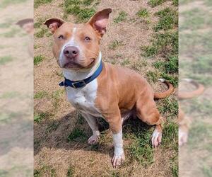 American Pit Bull Terrier Dogs for adoption in Akron, OH, USA
