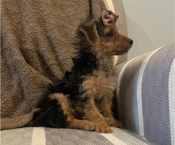Medium Photo #3 Yorkshire Terrier Puppy For Sale in RICHMOND, MI, USA