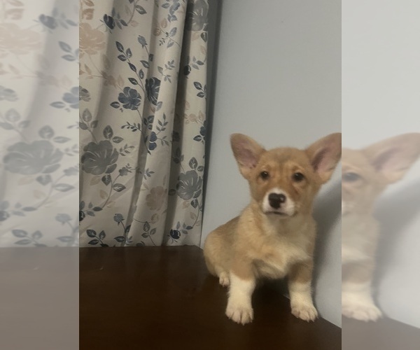 Medium Photo #7 Pembroke Welsh Corgi Puppy For Sale in DURHAM, CT, USA