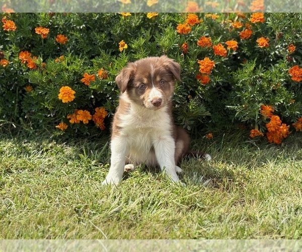Medium Photo #4 Border Collie-Bordoodle Mix Puppy For Sale in AMES, IA, USA