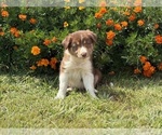 Small #3 Border Collie-Bordoodle Mix