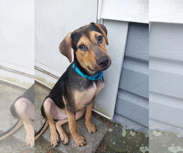 Medium Photo #9 Mutt Puppy For Sale in Oak Bluffs, MA, USA