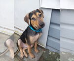 Small Photo #9 Mutt Puppy For Sale in Oak Bluffs, MA, USA