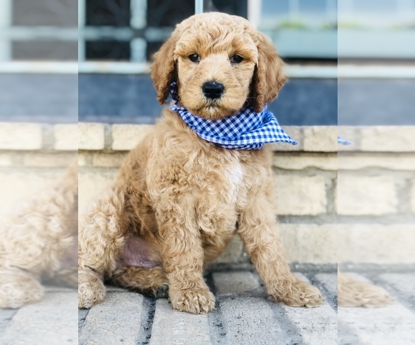 Medium Photo #3 Goldendoodle-Poodle (Standard) Mix Puppy For Sale in HUNTINGTON, AR, USA