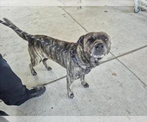 Staffordshire Bull Terrier-Unknown Mix Dogs for adoption in Texas City, TX, USA