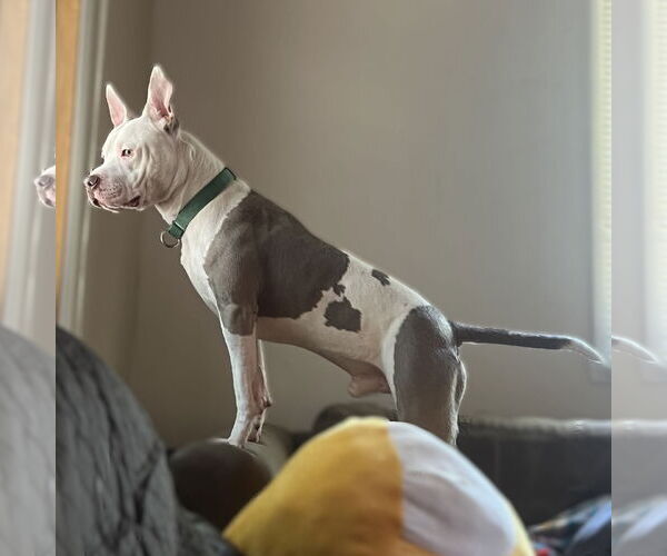 Medium Photo #9 American Pit Bull Terrier Puppy For Sale in Fargo, ND, USA