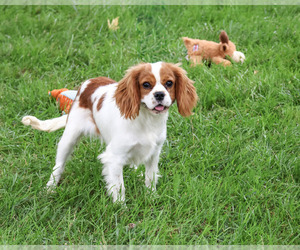 Cavalier King Charles Spaniel Puppy for Sale in SYRACUSE, Indiana USA