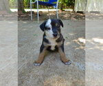 Small Shepweiller