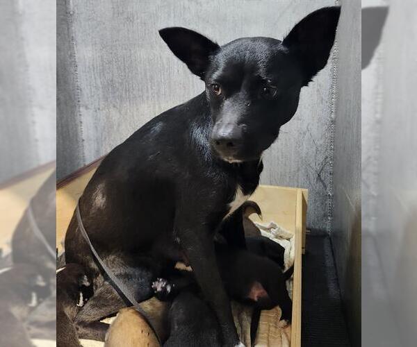 Medium Photo #1 Chihuahua-Unknown Mix Puppy For Sale in San Antonio, TX, USA