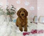 Small #2 Goldendoodle mix (+ Poodle Miniature)