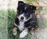 Puppy 3 Pomsky