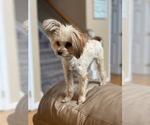 Small Photo #1 Morkie Puppy For Sale in JOHNSTOWN, CO, USA