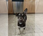Small Australian Kelpie-Labrador Retriever Mix