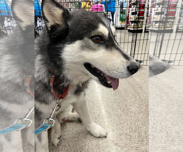 Medium Photo #7 Siberian Husky Puppy For Sale in Cedar Crest, NM, USA
