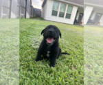 Small #1 Labrador Retriever Mix