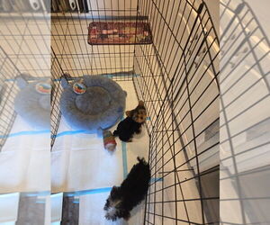 Medium Yorkshire Terrier