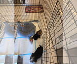 Puppy Leonora Yorkshire Terrier
