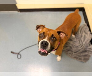 Boxer Dogs for adoption in Denver, CO, USA