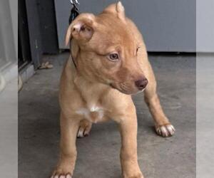 American Staffordshire Terrier-Labrador Retriever Mix Dogs for adoption in San Antonio, TX, USA