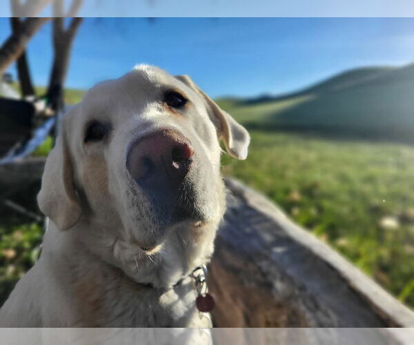Medium Photo #2 Akbash-Great Pyrenees Mix Puppy For Sale in MIDWAY, UT, USA