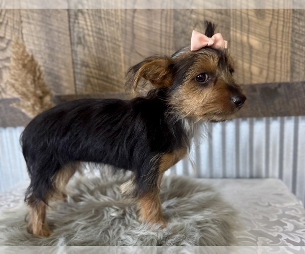 Medium Photo #3 Yorkshire Terrier Puppy For Sale in NAPPANEE, IN, USA