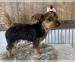 Small #2 Yorkshire Terrier