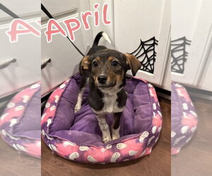 Border Collie-Miniature Pinscher Mix Dogs for adoption in Lexington Park, MD, USA