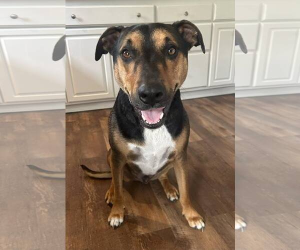 Medium Photo #1 Mutt Puppy For Sale in Chester, NJ, USA