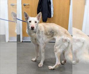 German Shepherd Dog-Siberian Husky Mix Dogs for adoption in Forestville, MD, USA
