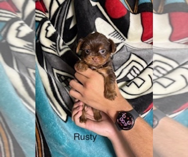 Medium Photo #4 Shorkie Tzu Puppy For Sale in SCOTTSDALE, AZ, USA