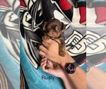Small #3 Shorkie Tzu