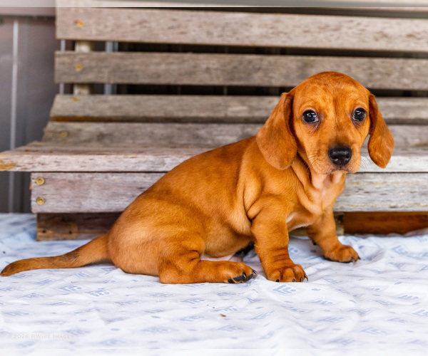 Medium Photo #2 Dachshund Puppy For Sale in WAKARUSA, IN, USA