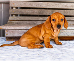 Small Photo #44 Dachshund Puppy For Sale in WAKARUSA, IN, USA