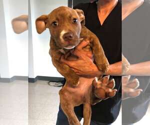 Frankie - Female American Staffordshire Terrier-Unknown Mix Dog for Adoption - Photo #27