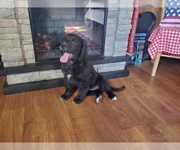 Medium Photo #23 Golden Mountain Dog Puppy For Sale in BLACK FOREST, CO, USA