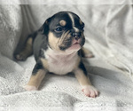 Small Photo #3 French Bulldog Puppy For Sale in LONG ISLAND CITY, NY, USA