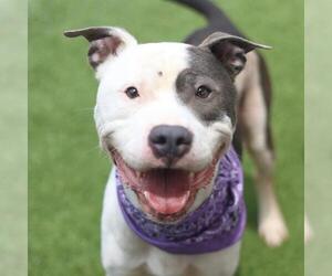 American Staffordshire Terrier-Unknown Mix Dogs for adoption in San Antonio, TX, USA