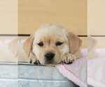 Small Photo #23 Labrador Retriever Puppy For Sale in SYRACUSE, IN, USA