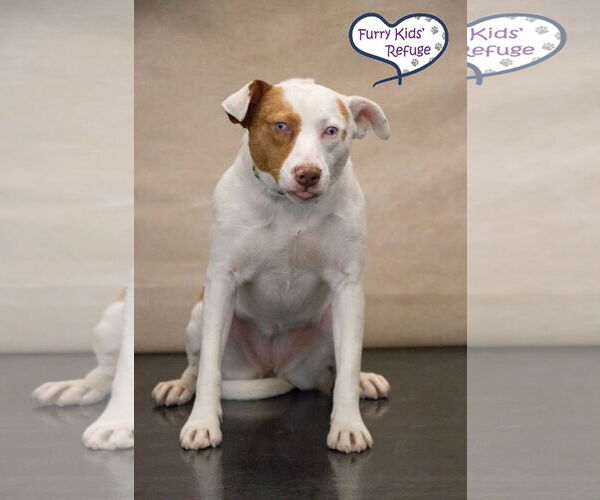 Medium Photo #4 Mutt Puppy For Sale in Lee's Summit, MO, USA