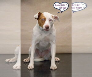 Summer - Female Mutt Dog for Adoption - Photo #4