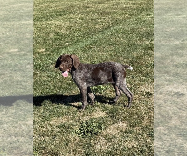 Medium Photo #4 German Shorthaired Pointer Puppy For Sale in SANBORN, NY, USA